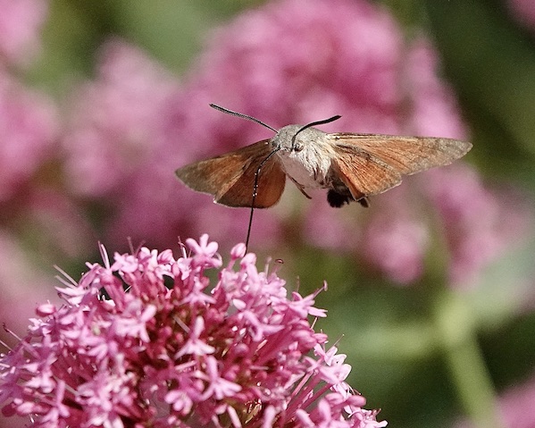 hummingbird hawkmoth